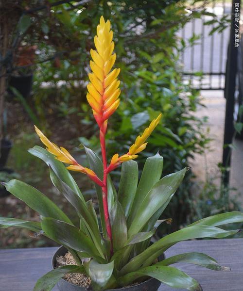 石植仙人球需要浇水吗？如何正确浇水？
