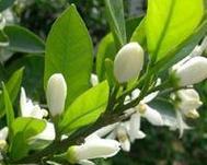 橙橘花的花语与寓意是什么？它象征着什么？