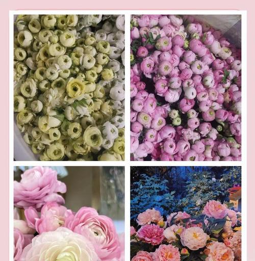 牡丹花避光过冬的正确养护方法是什么？