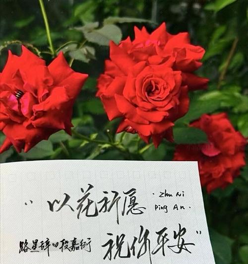 哪种花代表“我永远喜欢你”？