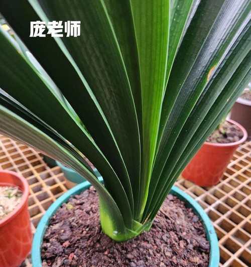 君子兰假鳞茎的含义是什么？