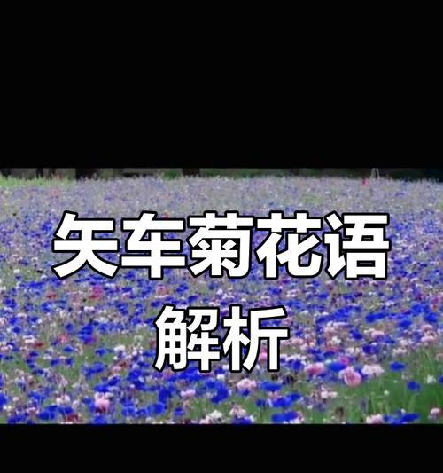 矢车菊的花语代表什么？它在花卉语言中传递了哪些情感？