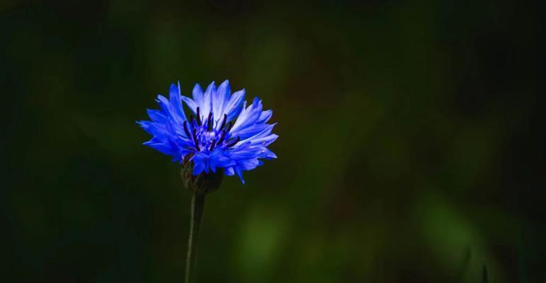 矢车菊的花语代表什么？它在花卉语言中传递了哪些情感？