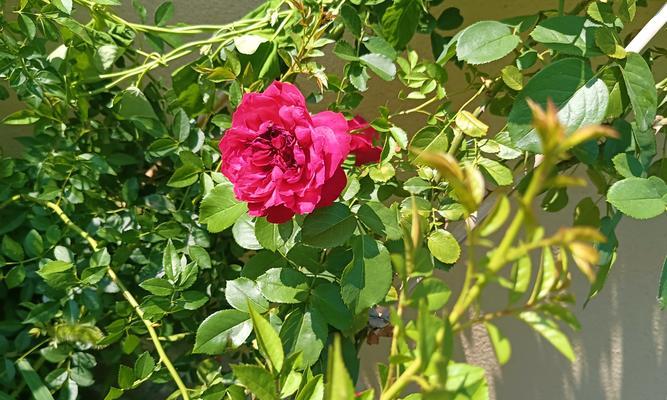 桑植花束玫瑰花的养护技巧有哪些？怎样保持其新鲜？