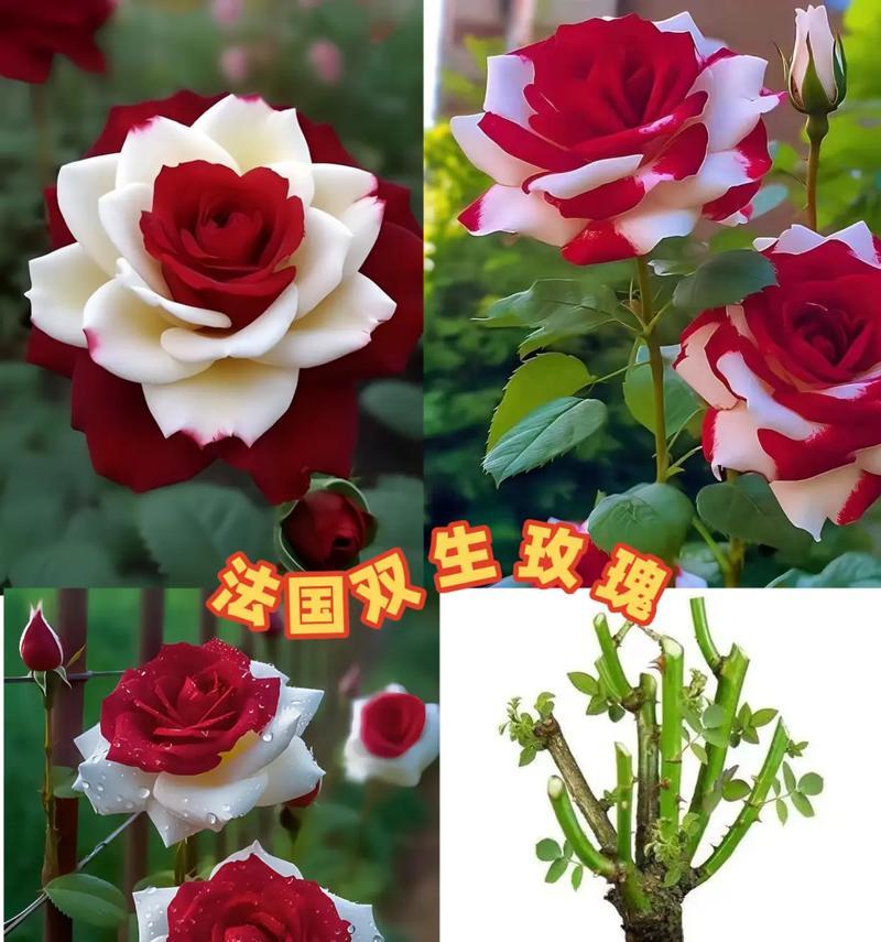 2月22日的花语代表什么？