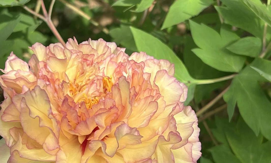多瓣黄色牡丹花如何保持美观？