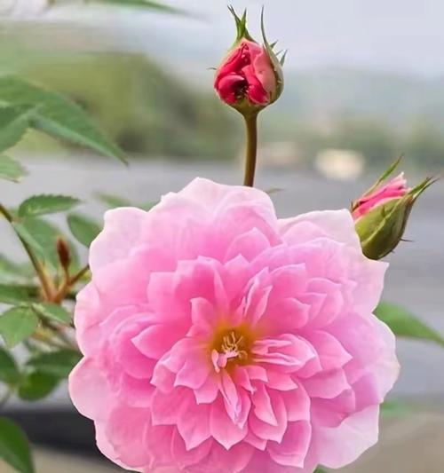 月季花语代表了哪些寓意？