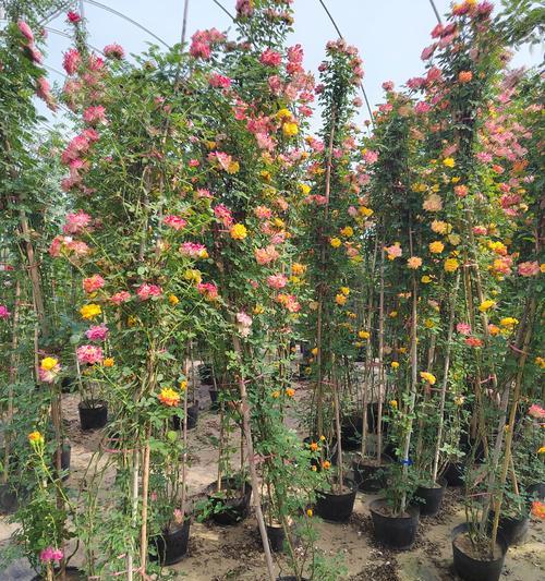 月季花语代表了哪些寓意？