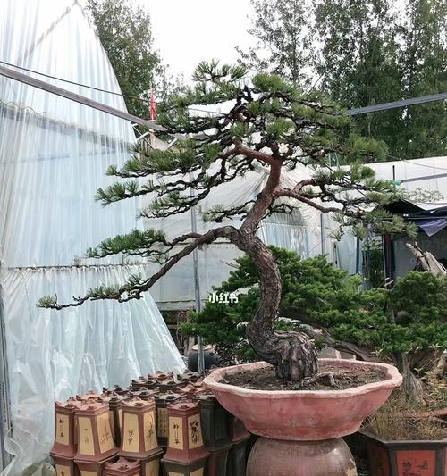 大姑娘仙人掌种植方法有哪些？需要注意什么？