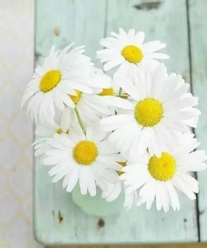 等你爱我是谁的花语是什么？这句花语属于哪种花？