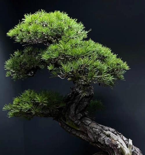 大姑娘仙人掌种植方法有哪些？需要注意什么？