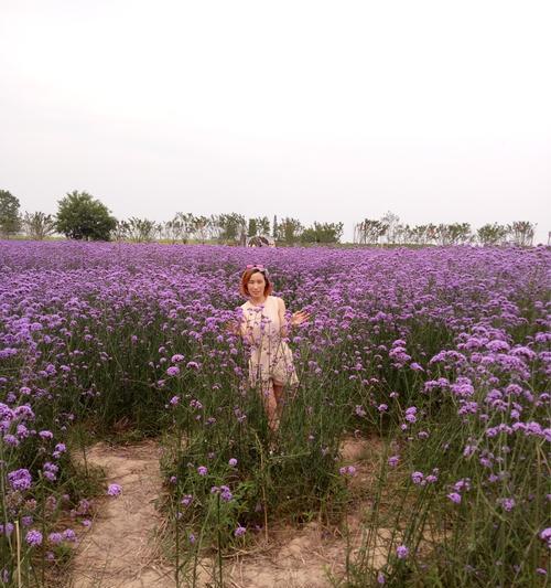 等你爱我是谁的花语是什么？这句花语属于哪种花？