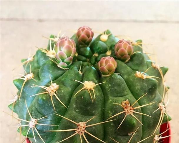 羽毛状仙人球是什么品种？它的养护要点有哪些？
