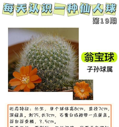 羽毛状仙人球是什么品种？它的养护要点有哪些？