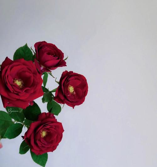 如何修剪红丝绒玫瑰花使其更美观？