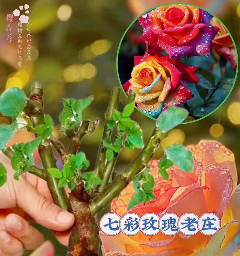 彩虹玫瑰传递了哪些特殊含义？送彩虹玫瑰有何寓意？