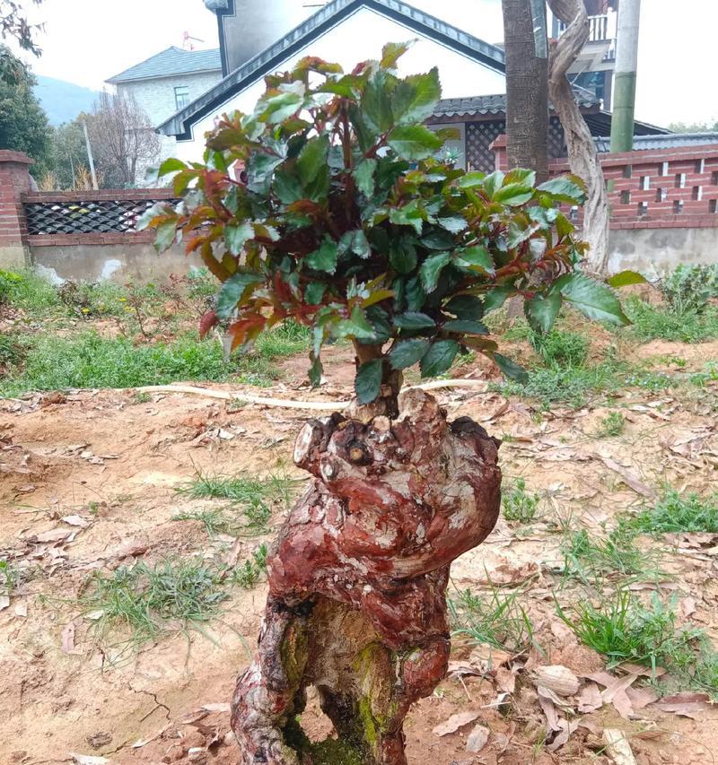 梗粗的玫瑰花属于什么品种？这种玫瑰花的特点是什么？