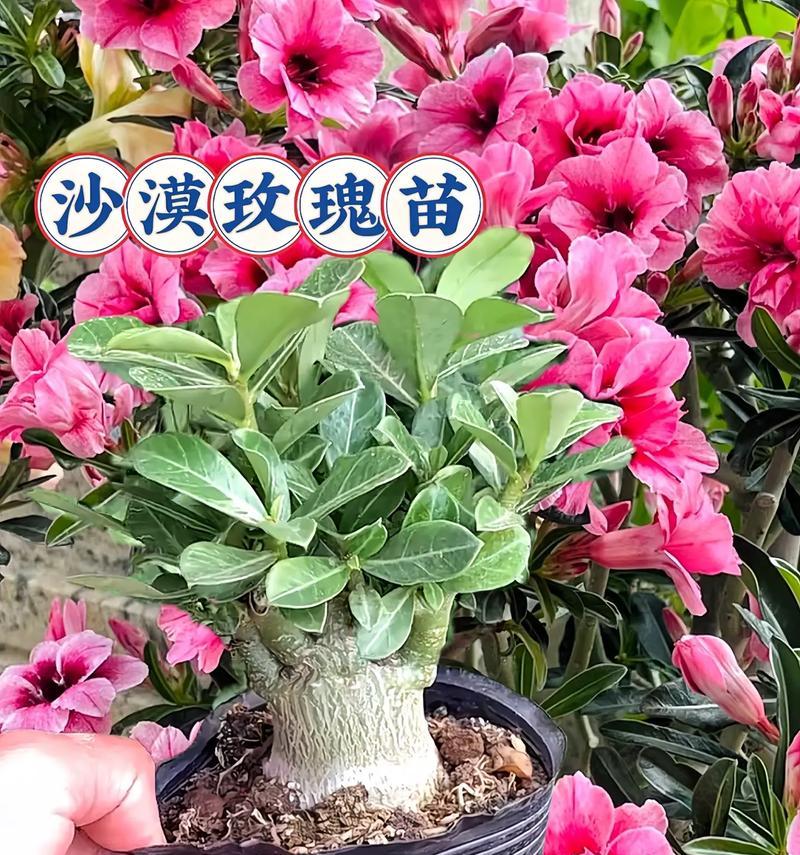 梗粗的玫瑰花属于什么品种？这种玫瑰花的特点是什么？