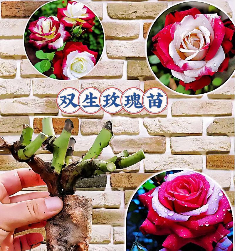玫瑰花种植有哪些步骤？
