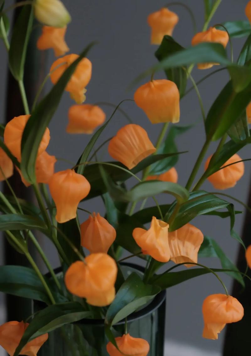 小黑石百合的花语是什么意思？