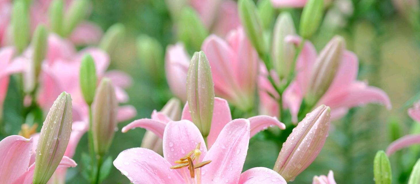 小黑石百合的花语是什么意思？