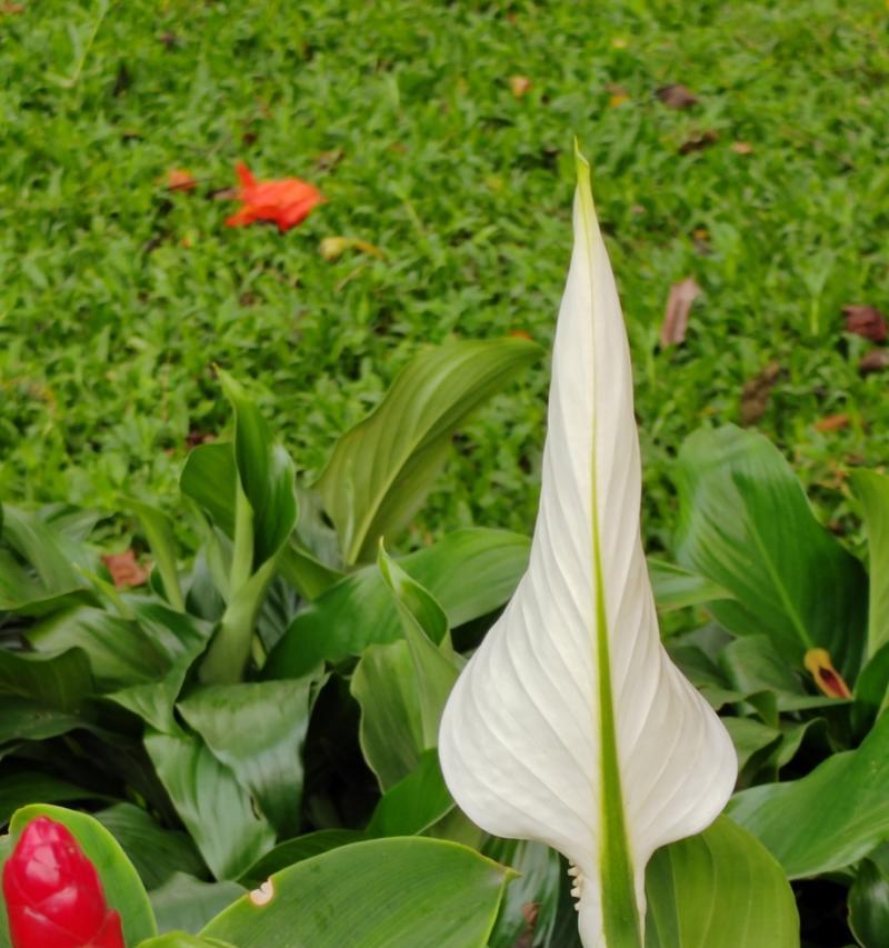 白鹤芋花的花语是什么？它象征着什么？