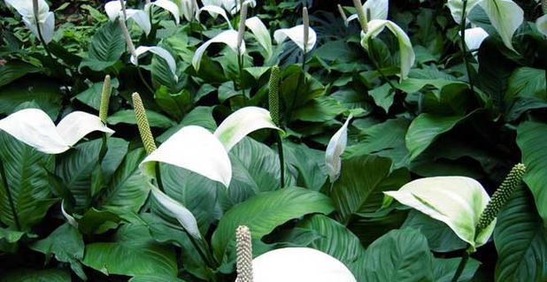 白鹤芋花的花语是什么？它象征着什么？