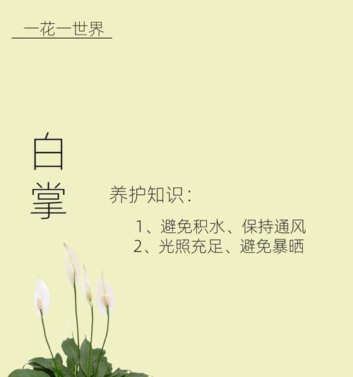 白鹤芋花的花语是什么？它象征着什么？