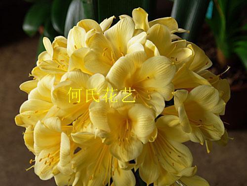 君子兰黄花怎么培育出来？需要哪些步骤？