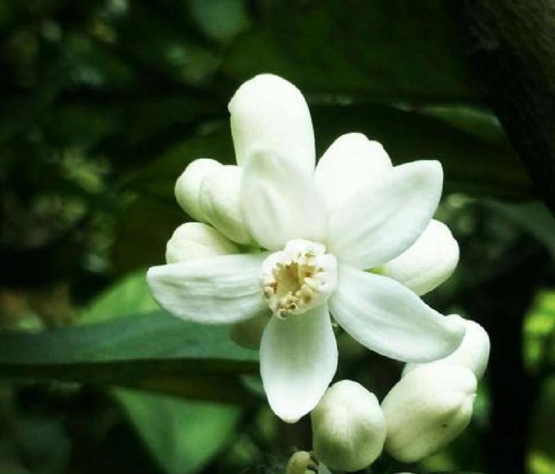素雅花朵的花语是什么？它象征着什么？