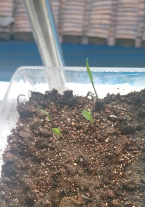 玫瑰花顶籽后应如何管理？有哪些注意事项？