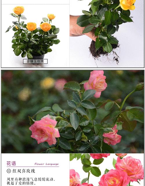 玫瑰花顶籽后应如何管理？有哪些注意事项？