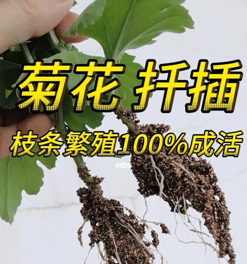 仙人掌将军的扦插技巧有哪些？
