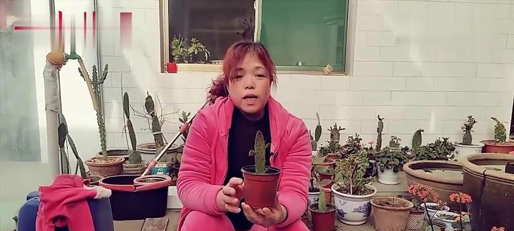 仙人掌将军的扦插技巧有哪些？
