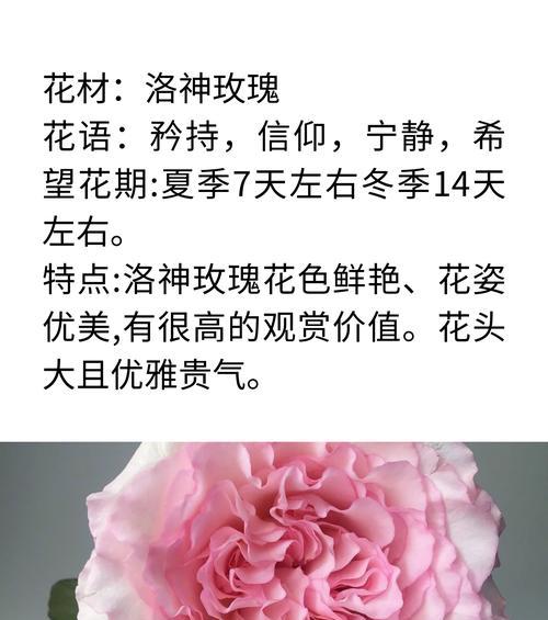 玫瑰玫瑰的花语何时播出？花语含义是什么？