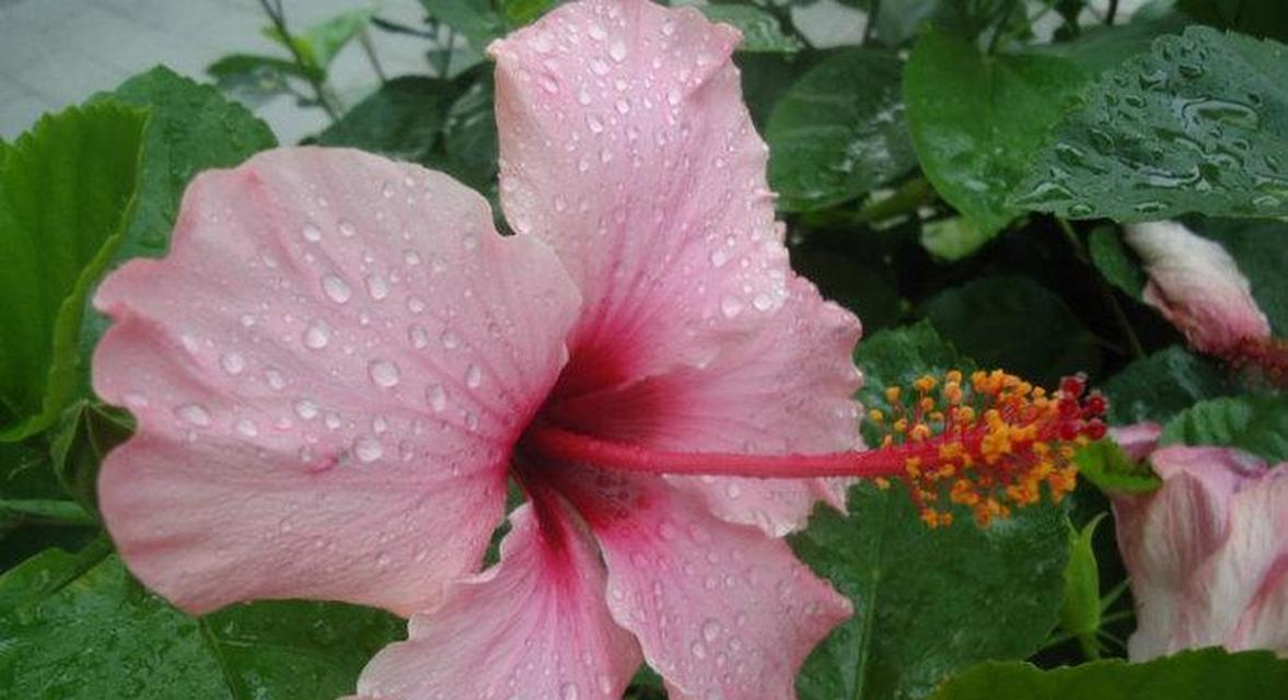 粉色扶桑的花语和寓意是什么？扶桑花在花语中代表什么？