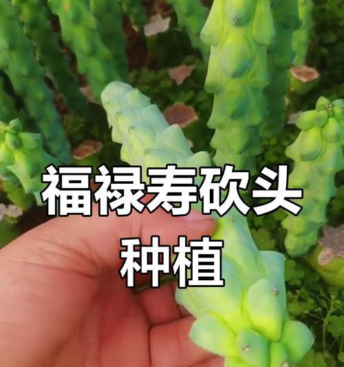 刚砍下来的仙人掌如何种植？需要注意什么？
