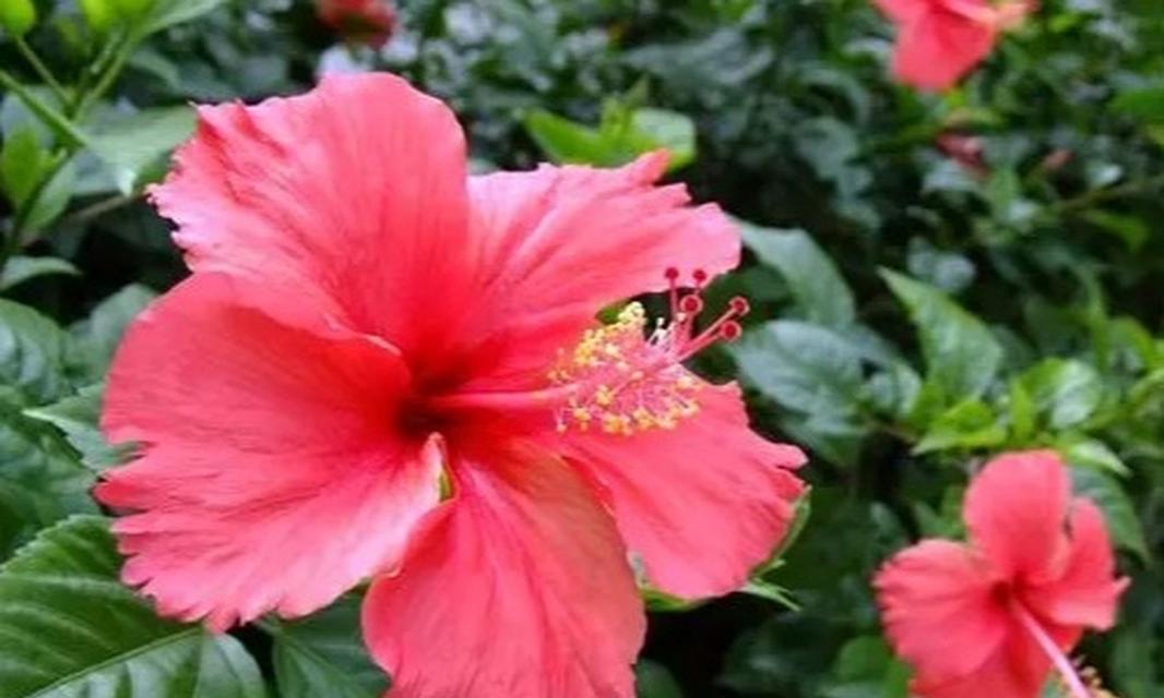 粉色扶桑的花语和寓意是什么？扶桑花在花语中代表什么？