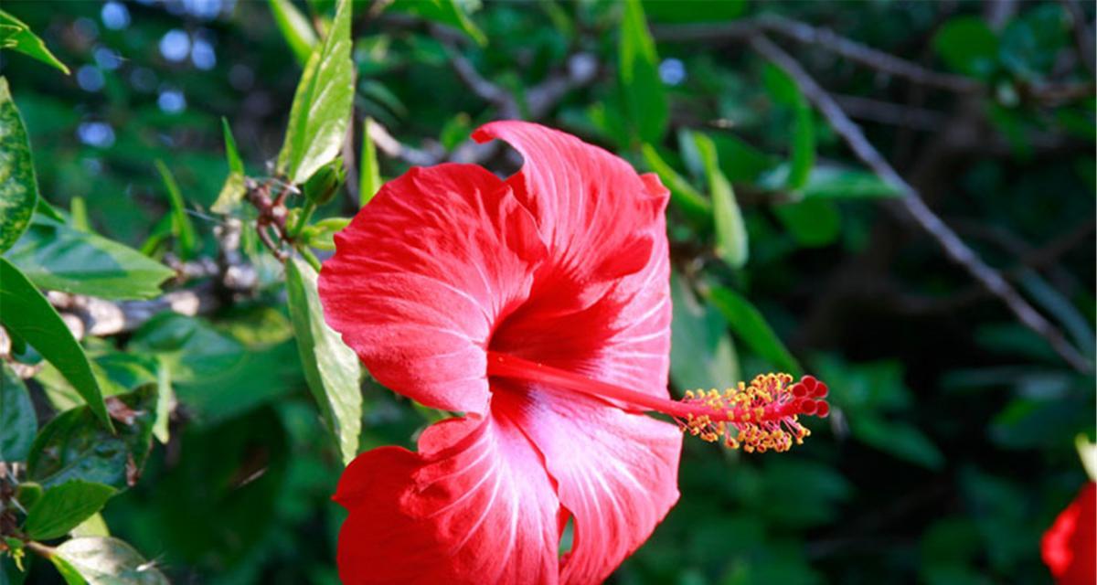 粉色扶桑的花语和寓意是什么？扶桑花在花语中代表什么？
