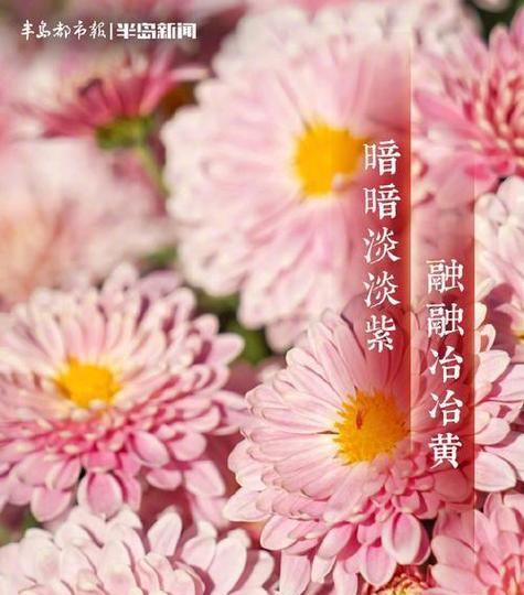 大佬们常用的花语大全有哪些？
