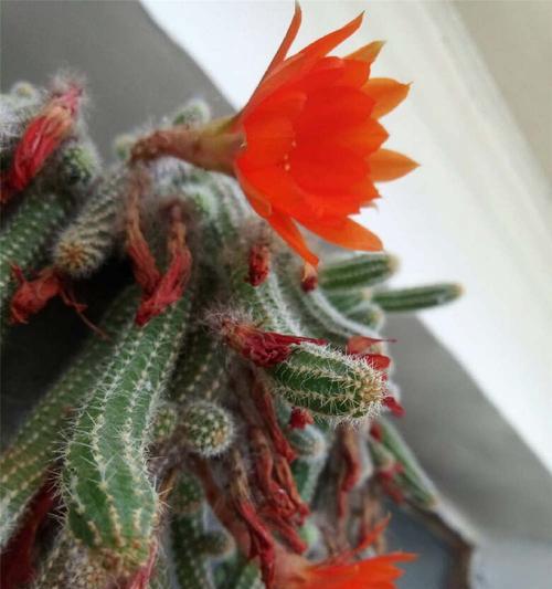 白檀开花仙人球的养护要点是什么？