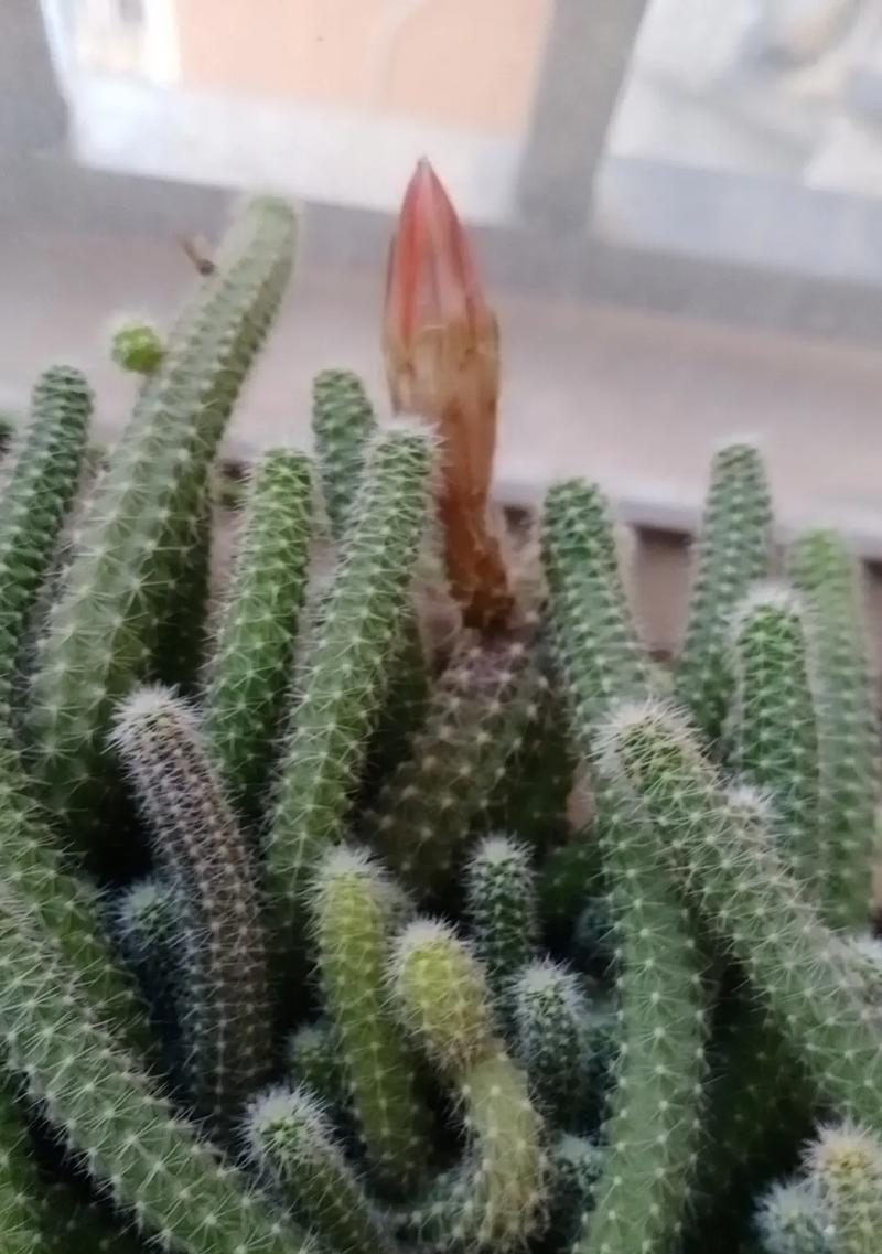 白檀开花仙人球的养护要点是什么？