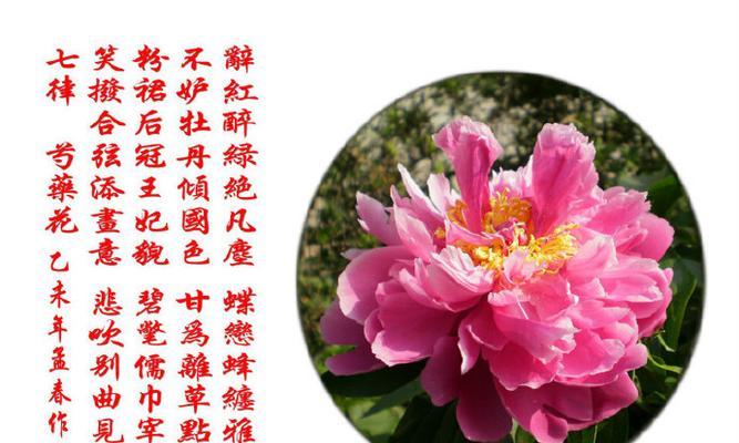 芍药的花语用什么语言表达？它代表了什么？