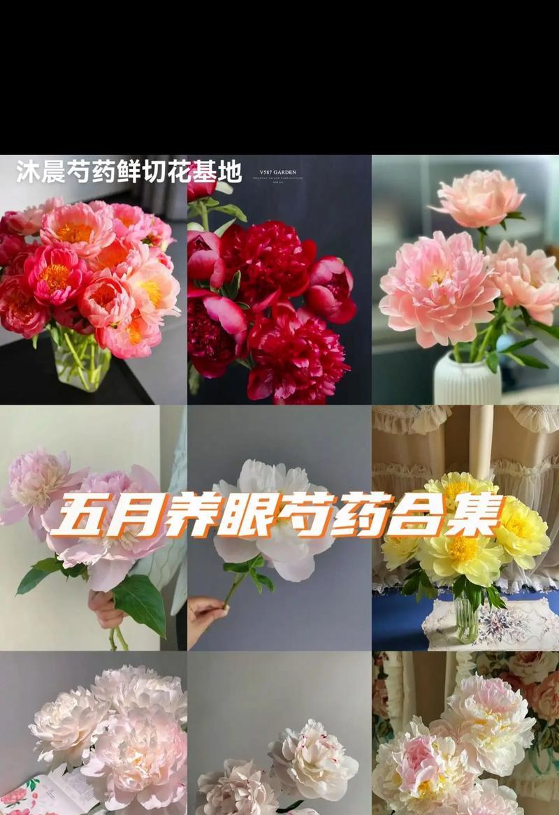芍药的花语用什么语言表达？它代表了什么？