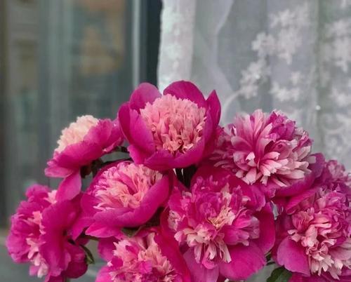 芍药的花语用什么语言表达？它代表了什么？