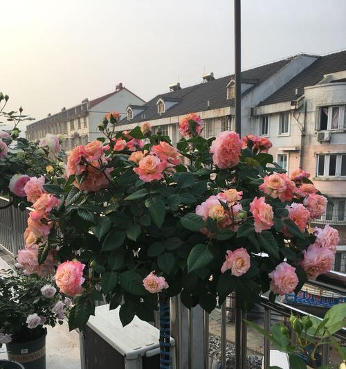 香樟木牡丹花不开花怎么办？