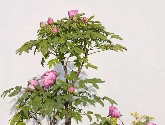 香樟木牡丹花不开花怎么办？