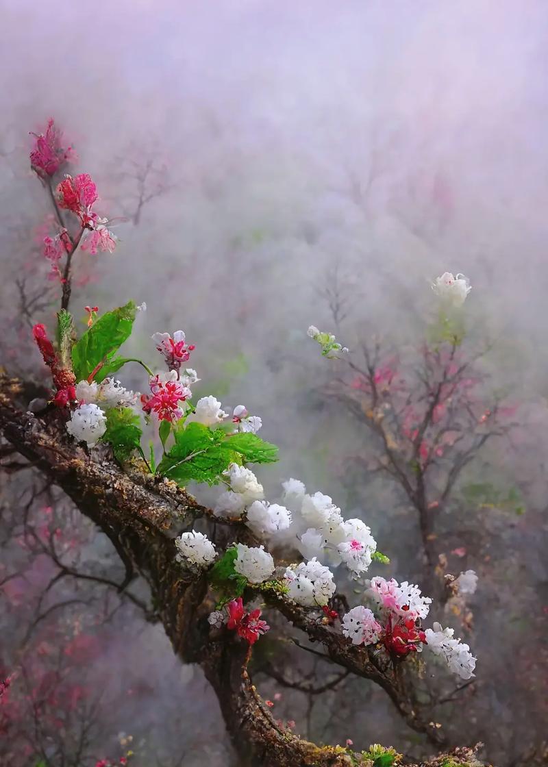 哪种花的花语象征分手？它传递了怎样的信息？