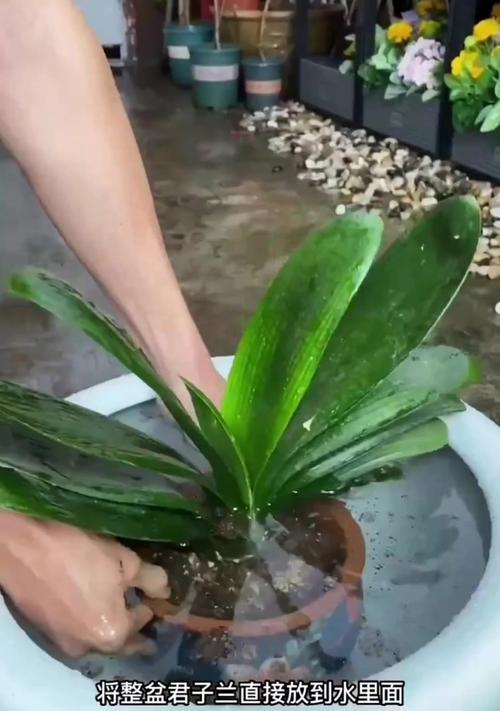 大棵多叶君子兰的浇水方法是什么？如何判断其是否需要浇水？