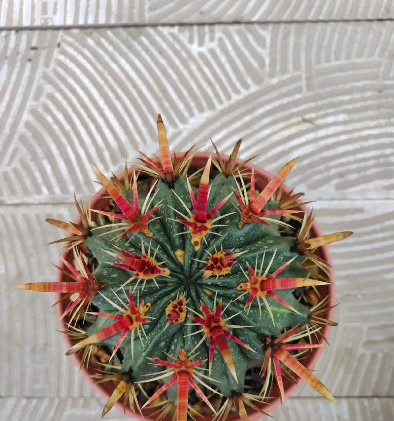 仙人掌盆栽刺球的存活与养护技巧？